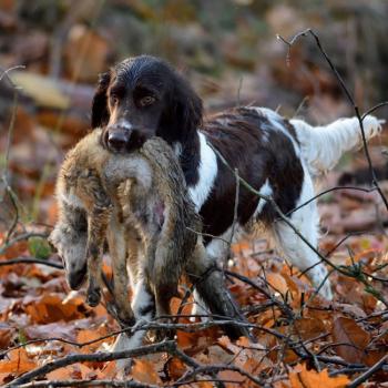 Fox for Dog Tracking Training